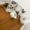 Ragdoll Kittens  ready to go now